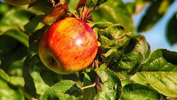 Pommier