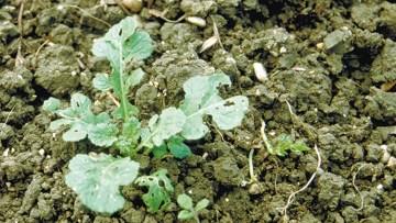 Roquette