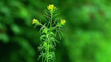 Plantes médicinales
