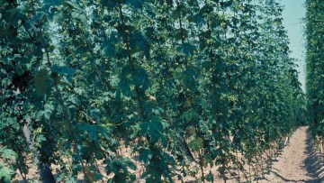 Houblon