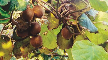 Kiwi