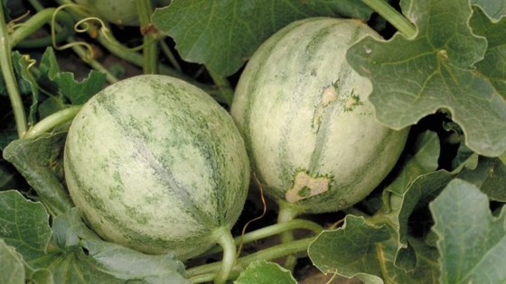La fusariose du melon
