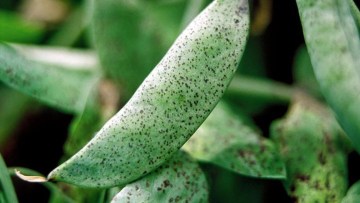 Pois de conserve de printemps