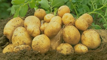Pomme de terre