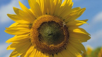 Tournesol