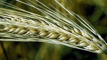 Triticale de printemps