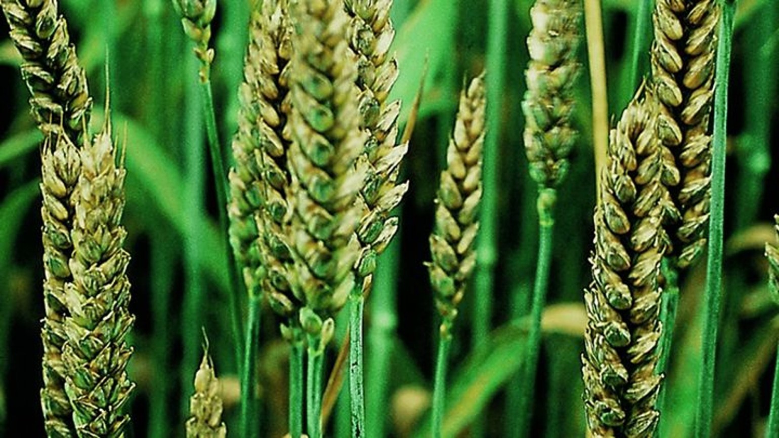 Blé tendre d'hiver - Agricultural Solutions
