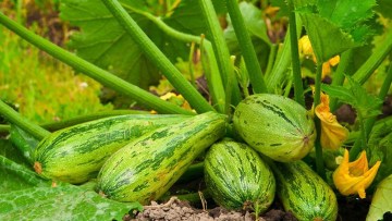 Courgettes
